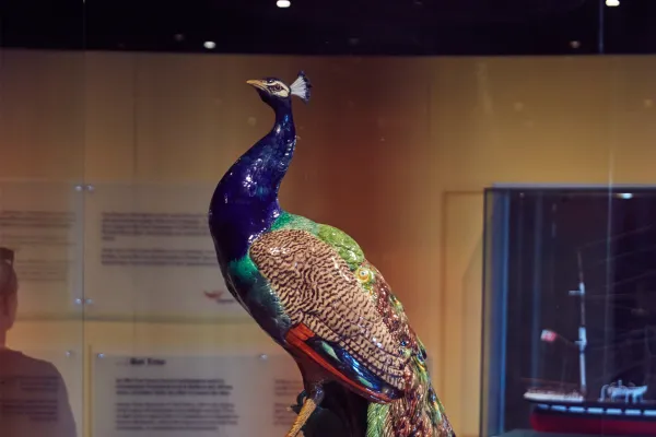 Peacock