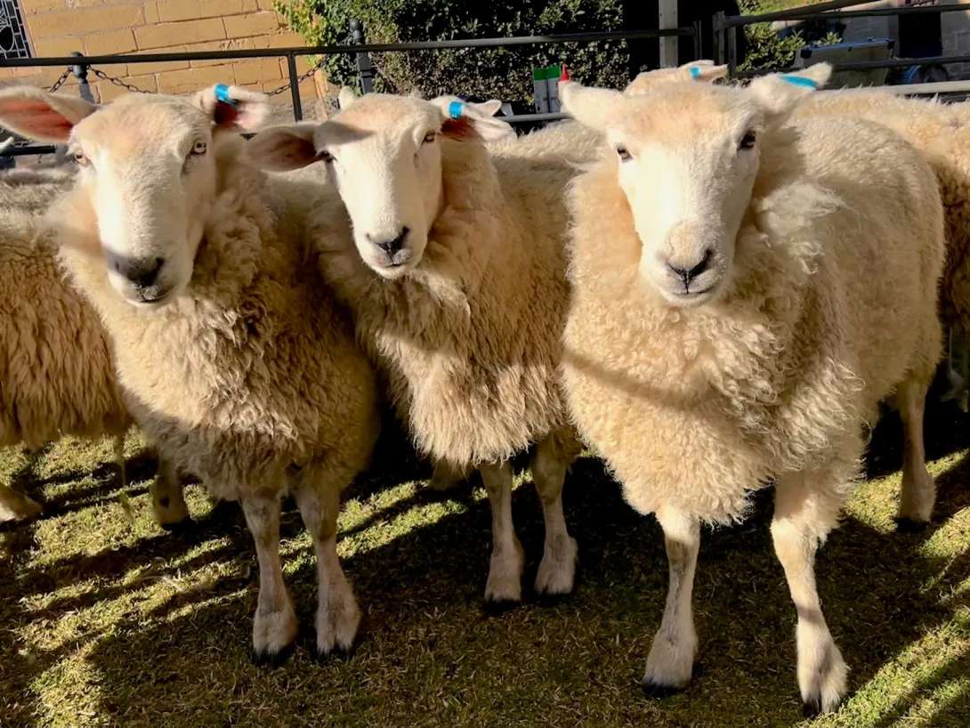 sheep